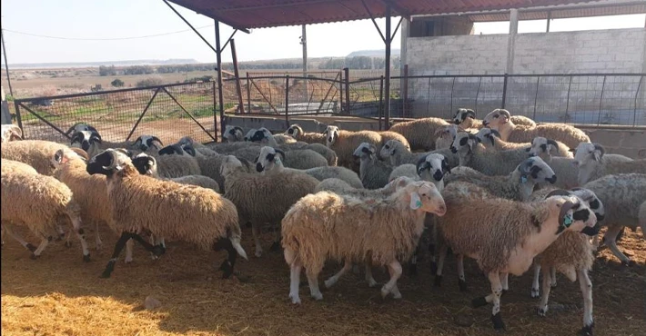 Kasaplık kuzu ve Kasaplık koyunlar canlı ağırlık üzerinden satışa çıkıyor