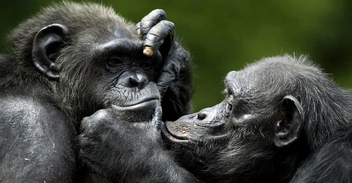 Şempanze ve bonobolar vefalı dostlar çıktı: 26 yıl sonra bile yüzleri tanıyorlar