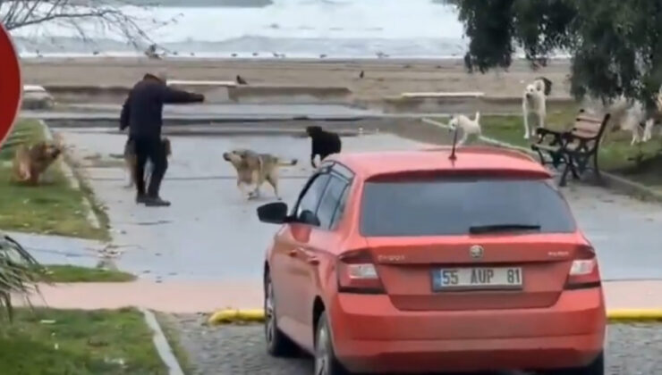 Ne sahilde ne sokakta vatandaşa rahat yok: Başıboş köpekler sahilde yürüyen adama böyle saldırdı!