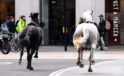 Binicilerini fırlatıp kaçan Kraliyet atları Londra'yı birbirine kattı!