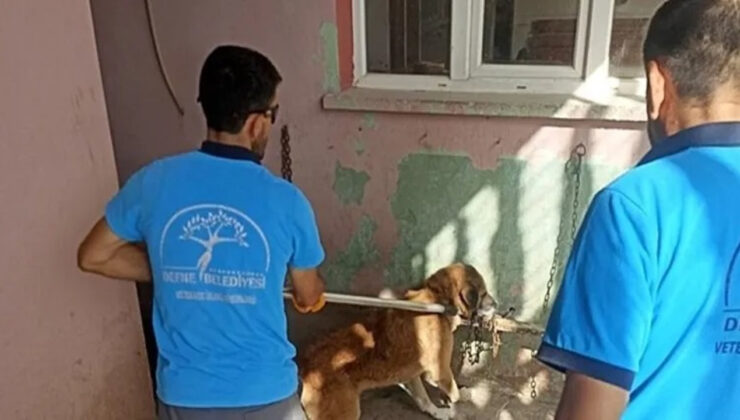 Ölen köpekte kuduz tespit edildi, 2 mahalle karantinaya alındı