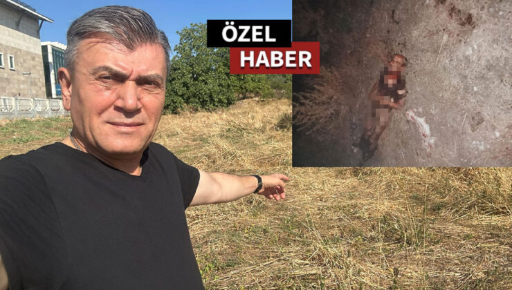Başıboş köpekler yoldan geçen genci parçalayarak öldürdü
