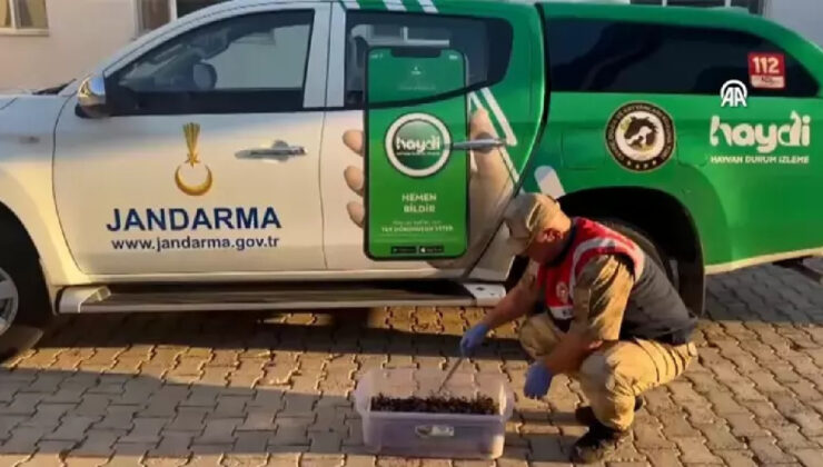 Şanlıurfa’da yakalandı! Canlı yakalananlarla 387 bin lira ceza kesildi