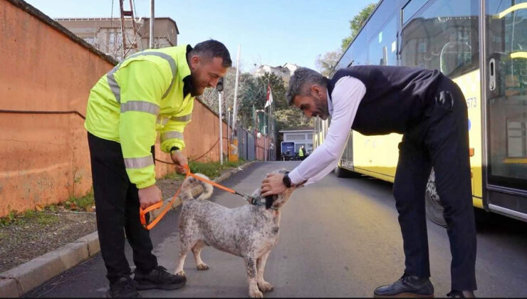 İETT’nin patili dostlar ailesi büyüyor