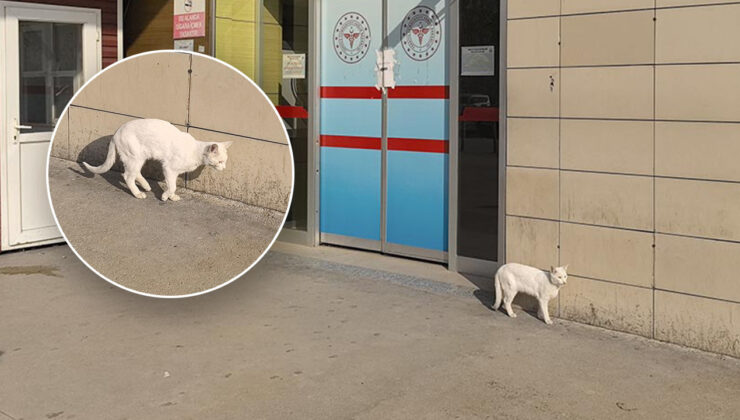 Kedi acil servise geldi; gerçek ortaya çıktı