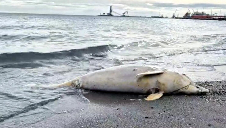 Tekirdağ’da deniz kıyısında ölü yunus bulundu