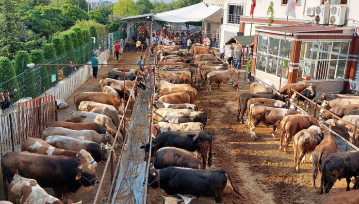 Kesimhanelere kamera zorunluluğu geliyor | Güncel