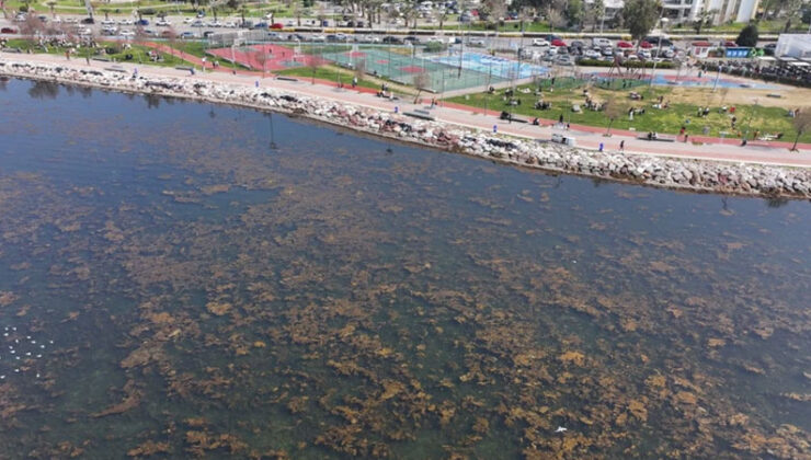 İzmir Körfezi alarm veriyor: ‘Balık’ uyarısı