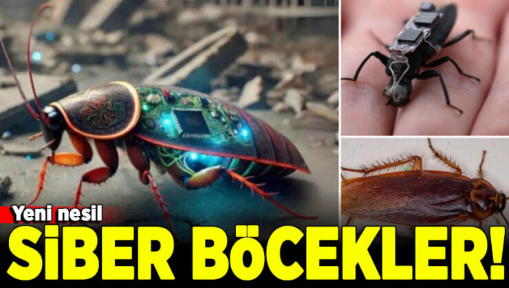 Bilim adamları hamamböceklerini siber böceklere dönüştürdü