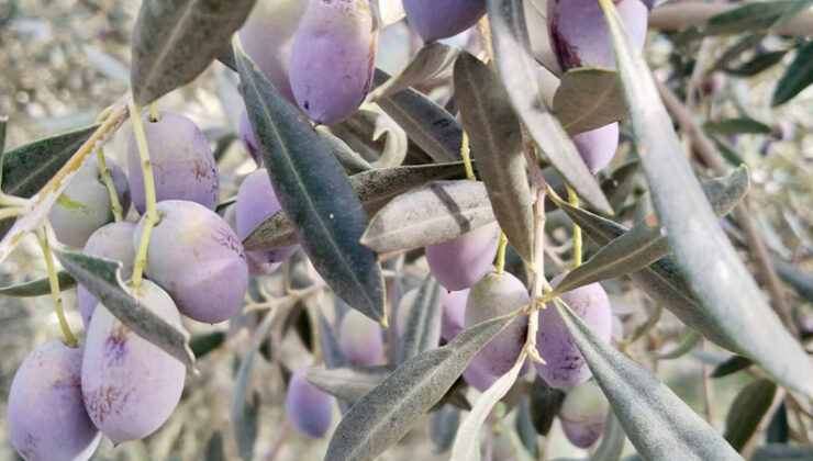 Zeytin kanunu böyle delindi!