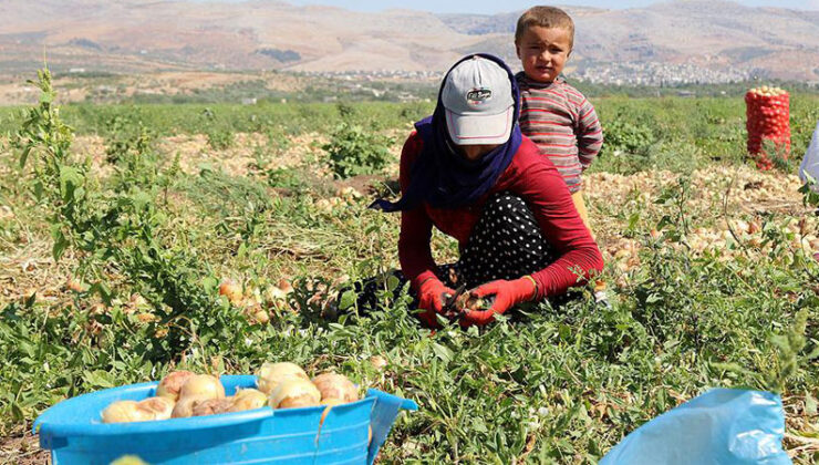 Bafra’da mevsimlik tarım işçilerinin günlük ücreti belli oldu
