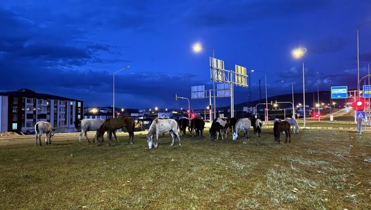 Ardahan’da Yılkı Atları Yiyecek Aramak İçin Yola İndi
