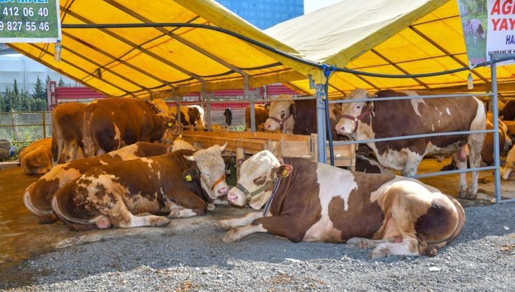 Esenyurt’ta Kurban Satış ve Kesim Alanı Hazırlandı