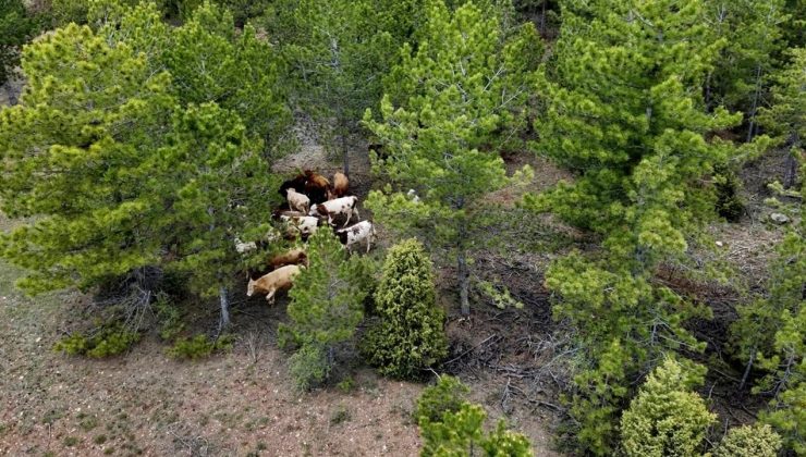 Kütahya’da Jandarma Dron ile Kaybolan 19 Büyükbaş Hayvanı Buldu