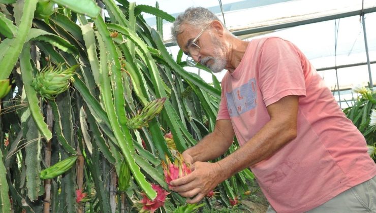 Mersin’de Ejder Meyvesi Hasadı Başladı