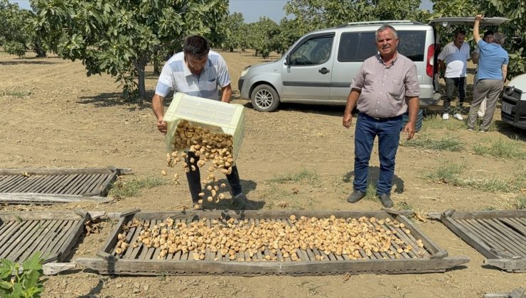 Aydın’da İlk Kuru İncir Sezonu 400 Lira ile Başladı
