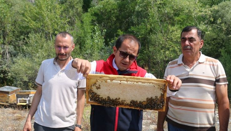 Erzincan’da Geven Balı Hasadı Başladı: Kaliteli Üretim Yolda