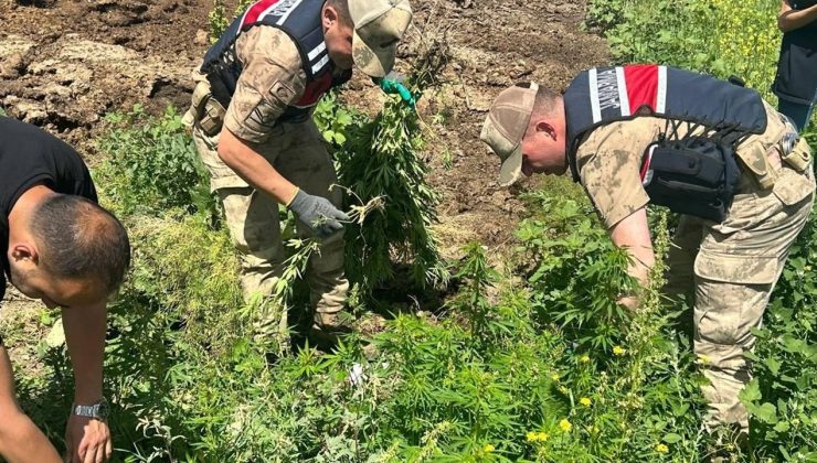 Kars’ta 42 Bin 658 Kök Hint Keneviri Ele Geçirildi