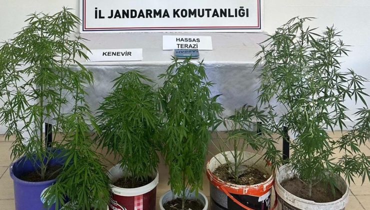 Kayseri’de Kenevir Yetiştiren Şüpheli Yakalandı