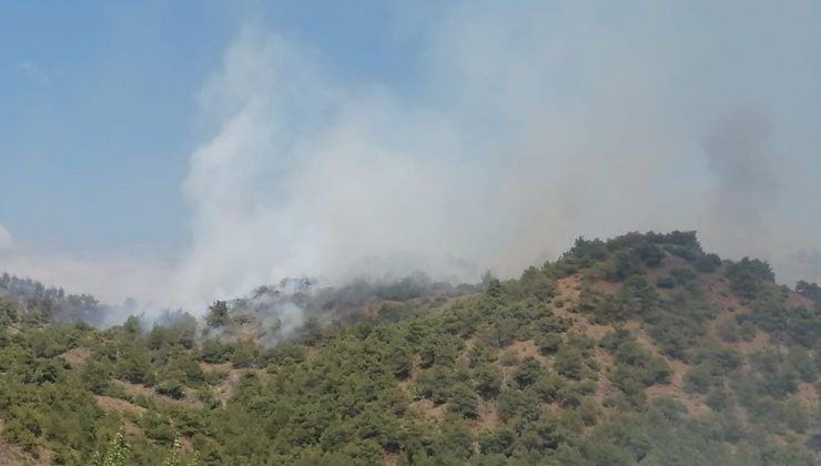 Tokat’taki Orman Yangınında 1 Kişi Gözaltına Alındı
