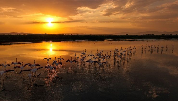 Van Gölü’nde Flamingoların Büyüleyici Gün Batımı Görüntüleri