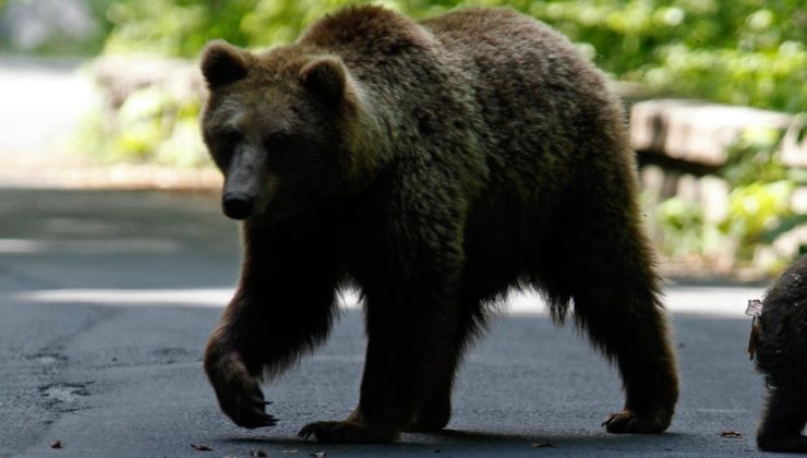 Japonya’da ayı saldırılarıyla mücadele etmek için lisanslı avcıların işe alınması planlanıyor