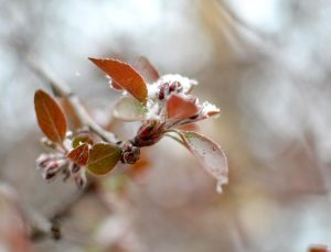 Doğu Karadeniz için zirai don uyarısı
