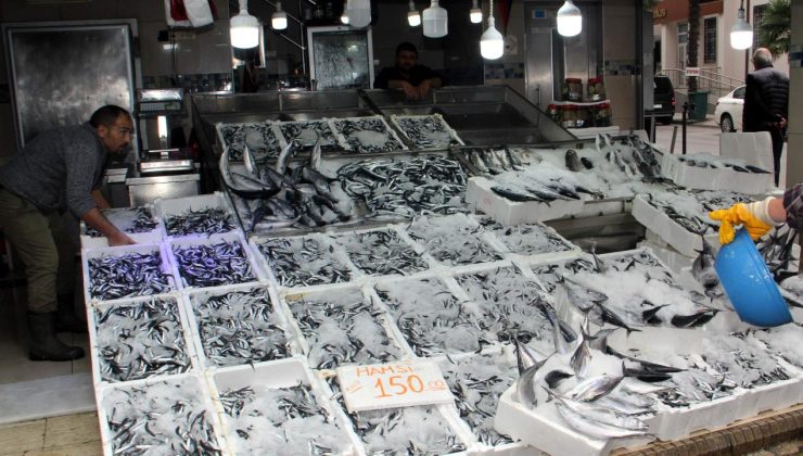 Sinop'ta tezgahlar hamsiyle doldu