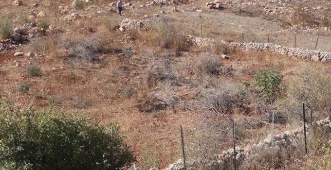 İsrail’in yerinden ettiği Lübnanlılar, 2 yıl sonra döndükleri zeytinliklerini yok edilmiş halde buldu