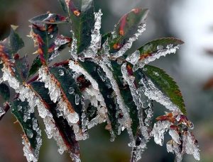 Meteoroloji'den zirai don uyarısı: Birçok bölgeyi etkileyecek