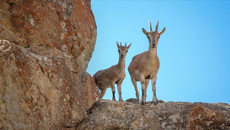 Yaban keçisi öldüren 3 kişiye 1,9 milyon lira ceza