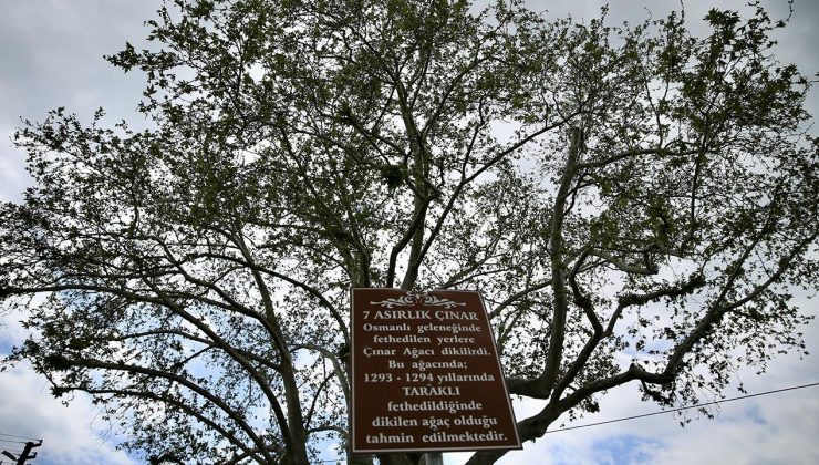 Türkiye’de 10 bin 503 anıt ağaç koruma altında