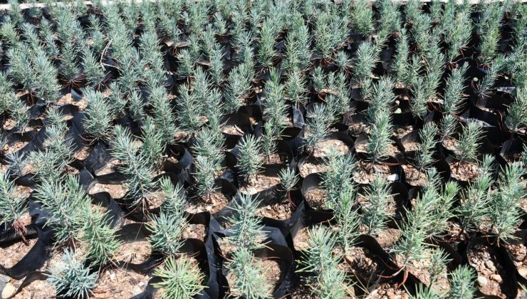 Gabar petrol sahasına yeşil dokunuş: 100 bin fidan toprakla buluşacak