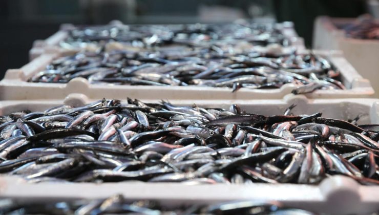 Balıkçıların yüzünü hamsi güldürdü – Son Dakika Haberleri