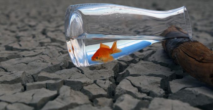 Araştırma: İklim değişikliği hayvanlardan bulaşan hastalıkları etkileyebilir