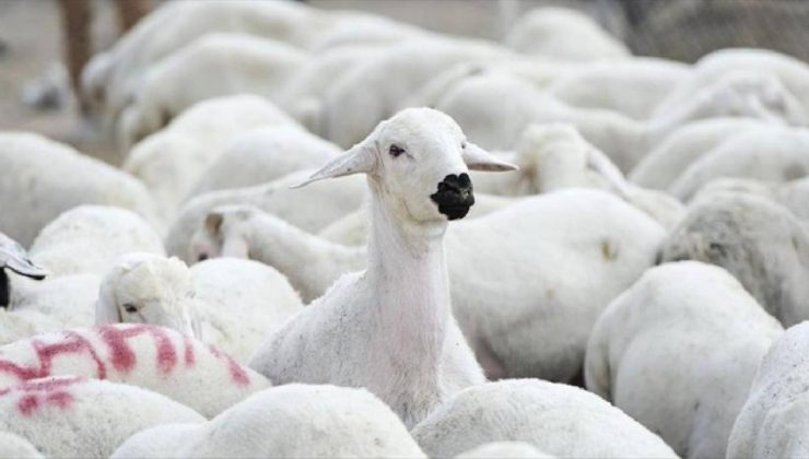 TİGEM, 1200 küçükbaş hayvan satacak