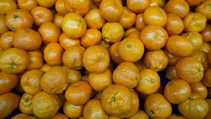 Mandalinada tarihi ihracat rekoru – Son Dakika Haberleri