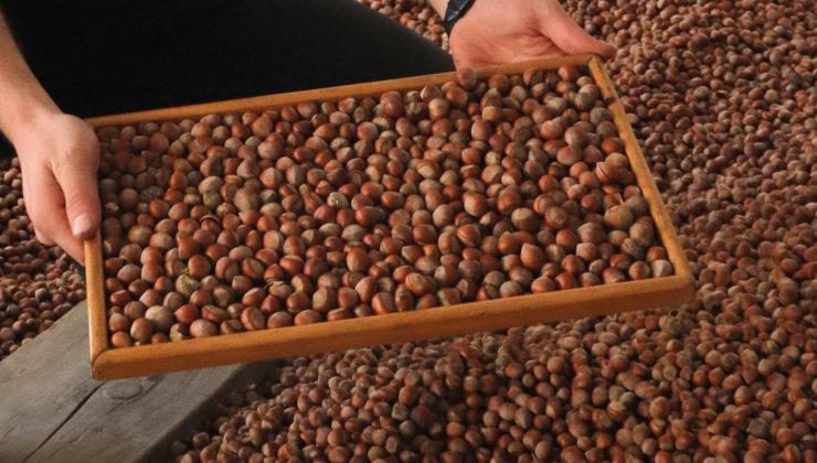 Trabzon’dan 11 ayda 523 milyon dolarlık fındık ihracatı