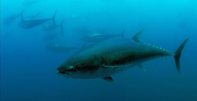 Mavi yüzgeçli orkinos kotası 3 bin 95 tona yükseldi