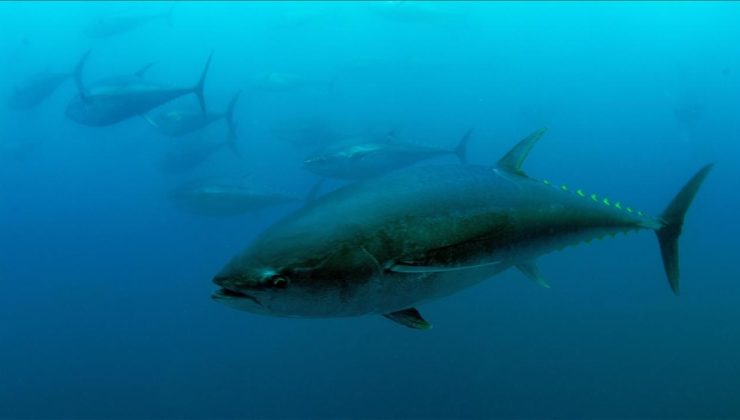 Mavi yüzgeçli orkinos kotası 3 bin 95 tona yükseldi