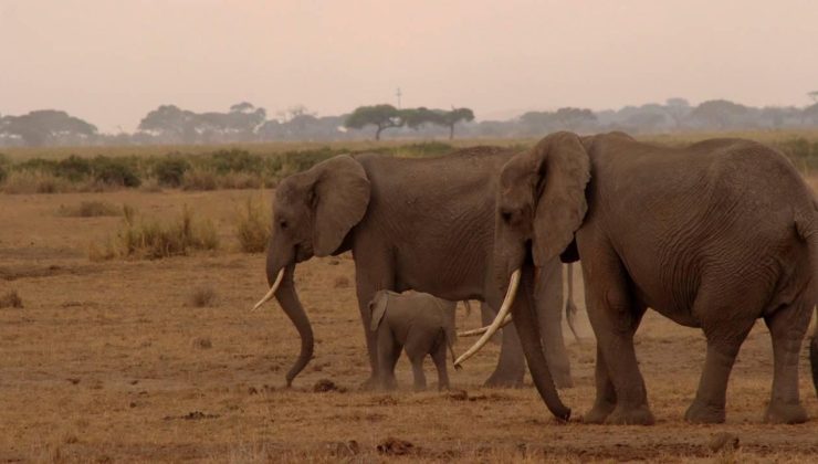 Fillerin hortumundaki bıyıkların dokunma duyusunda kilit rol oynadığı belirlendi
