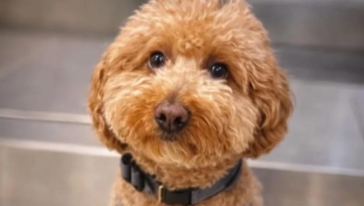 Uçağa binebilmek için, köpeğini havaalanında terk etti