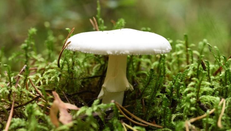 Dünyanın en zehirli mantarı daha ölümcül olmaya başladı