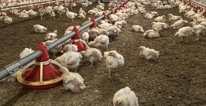 Tavuk ihracatı durduruldu – Son Dakika Haberleri