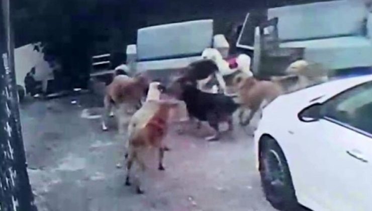 Adana’da başıboş köpeklerin saldırdığı gebe kedi öldü