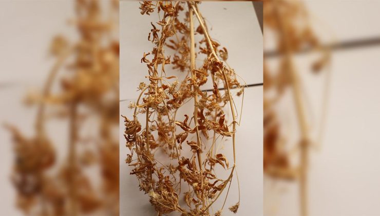 21 yıllık emekle geliştirilen "Ateş Mavisi" tescillendi