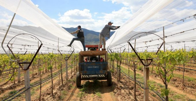 Üzüm bağları “dolu tülü” ile korumaya alındı