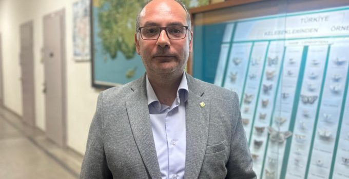 İstanbul’daki çam kese tırtılları alerjik reaksiyonlara neden olabiliyor