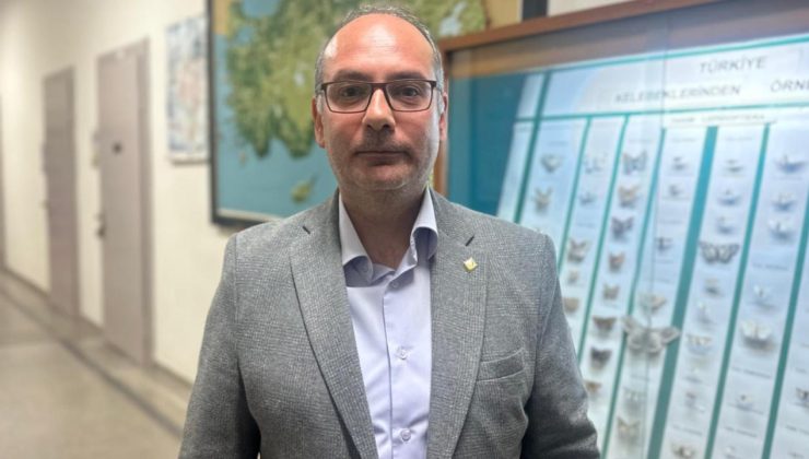 İstanbul’daki çam kese tırtılları alerjik reaksiyonlara neden olabiliyor