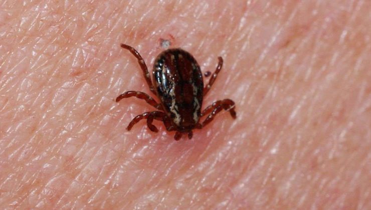 Sivas’ta kene can aldı – Son Dakika Haberleri